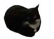 Gatinho de dica